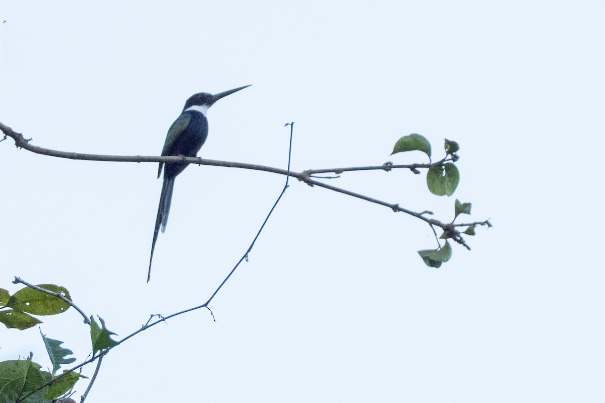 Paradise Jacamar - ML642802763