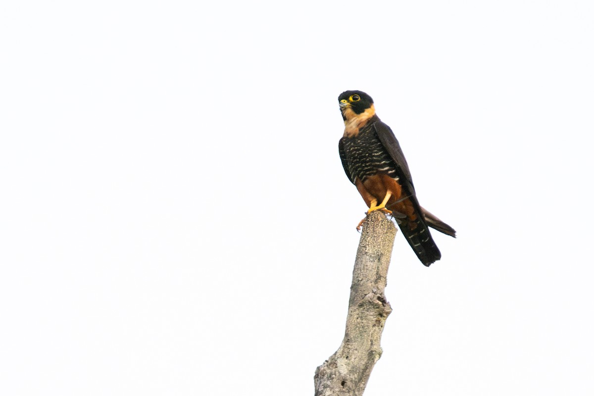 Bat Falcon - ML642802765