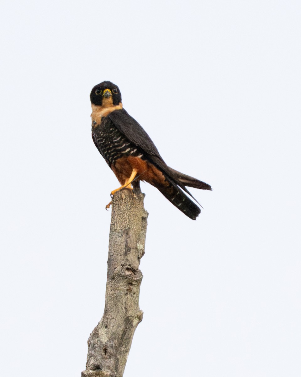 Bat Falcon - ML642802766