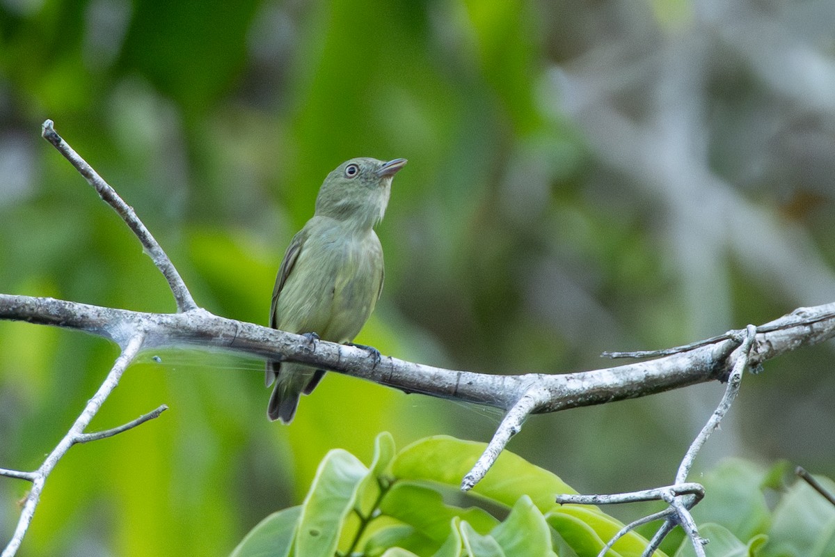 Dwarf Tyrant-Manakin - ML642802771