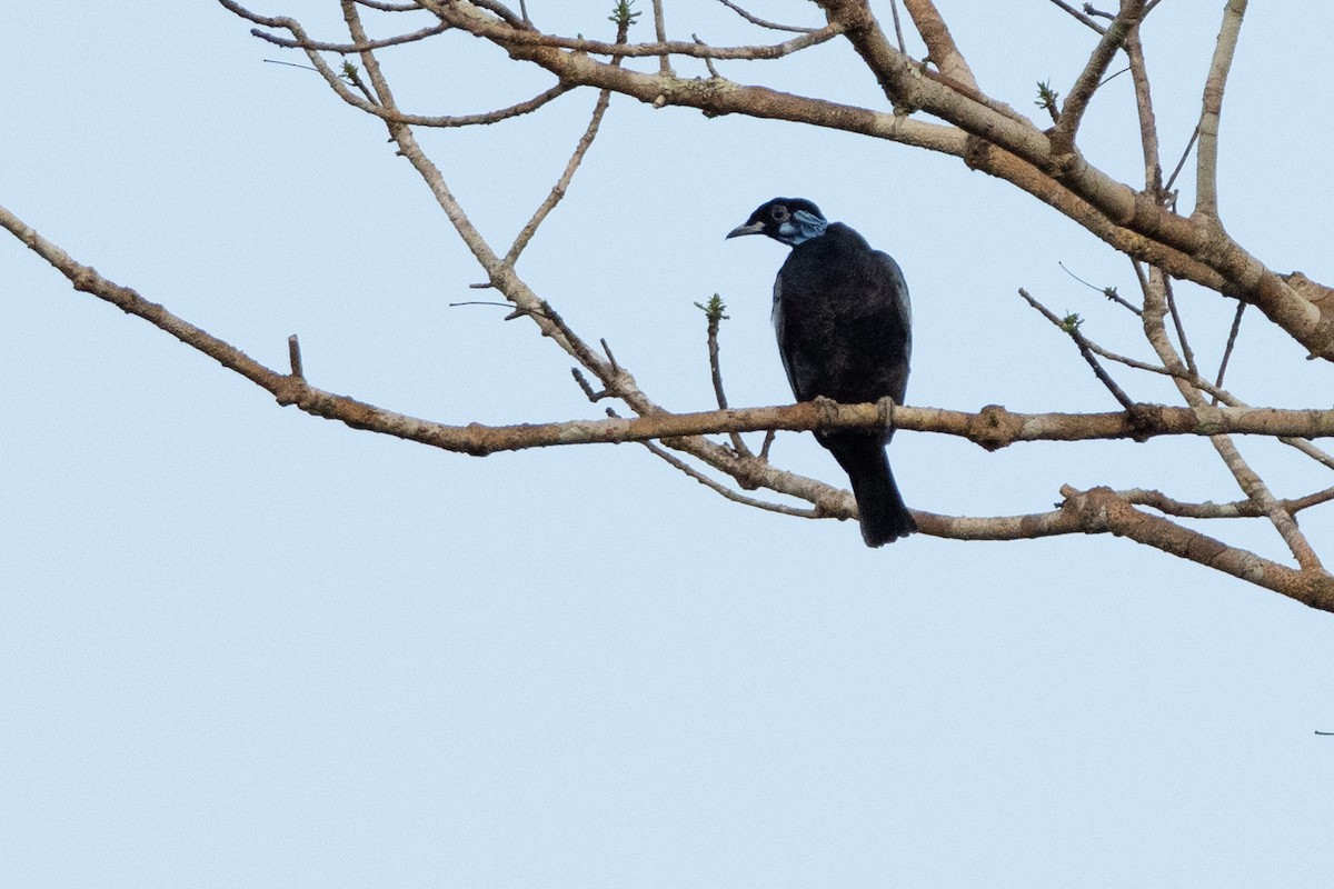 Bare-necked Fruitcrow - ML642802772