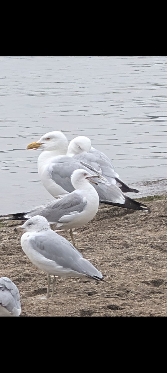 American Herring Gull - ML642802777
