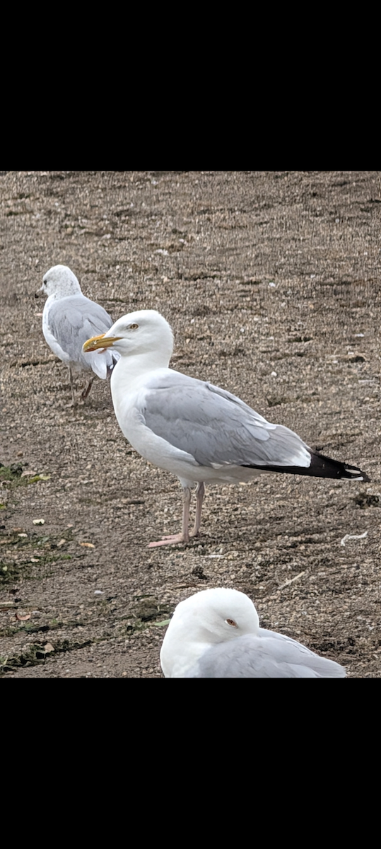 American Herring Gull - ML642802778
