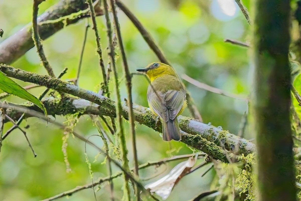 Bornean Whistler - ML642802790