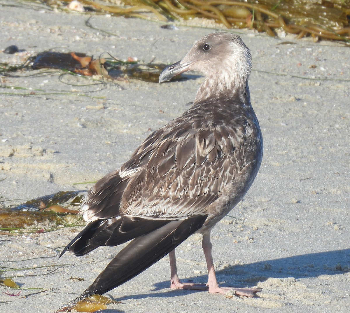 Western Gull - ML642802841