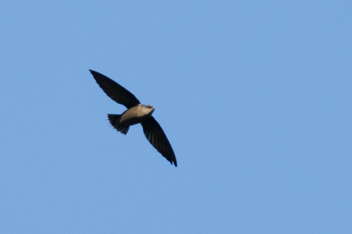 Chapman's Swift - ML642802852