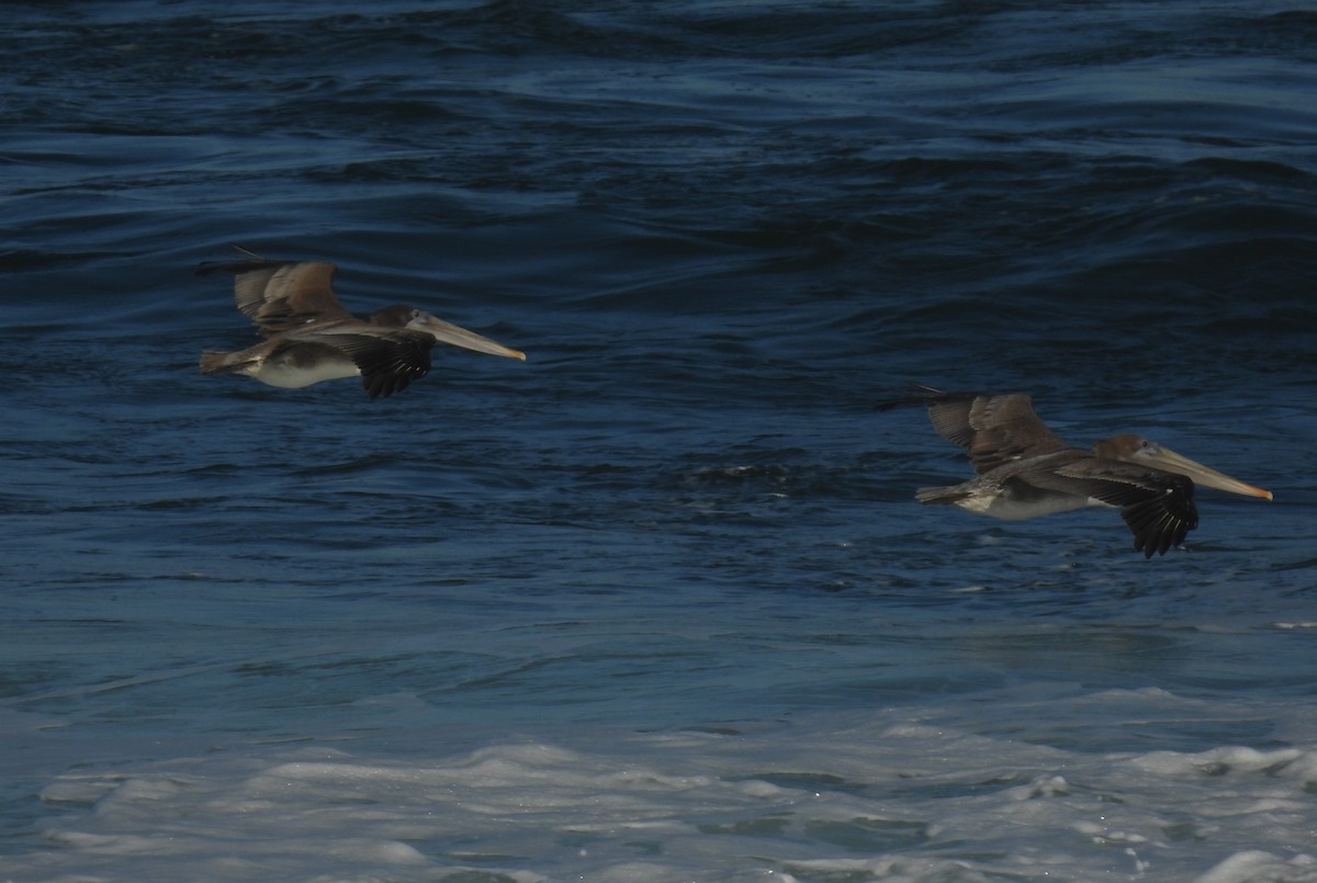 Brown Pelican - ML642802866