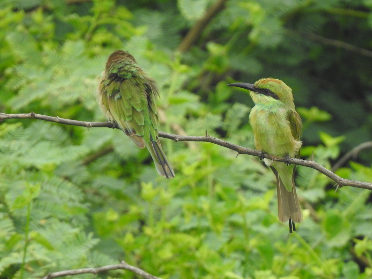 Asian Green Bee-eater - ML642802894