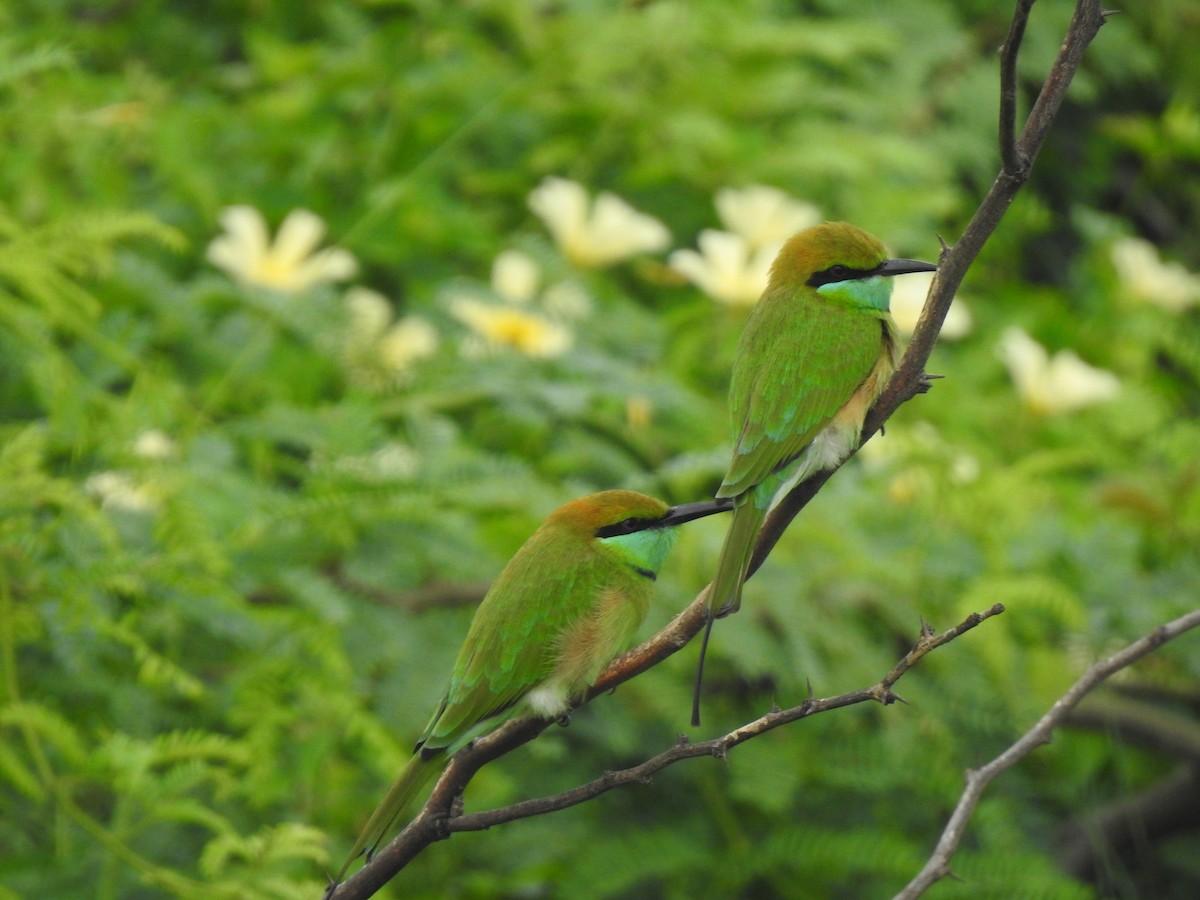 Asian Green Bee-eater - ML642802895