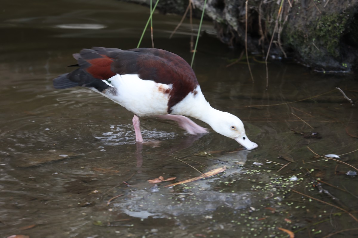 Radjah Shelduck - ML642802899