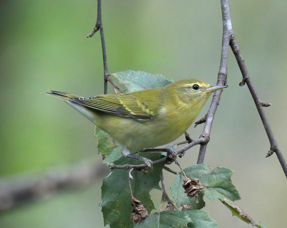 Tennessee Warbler - ML642802907