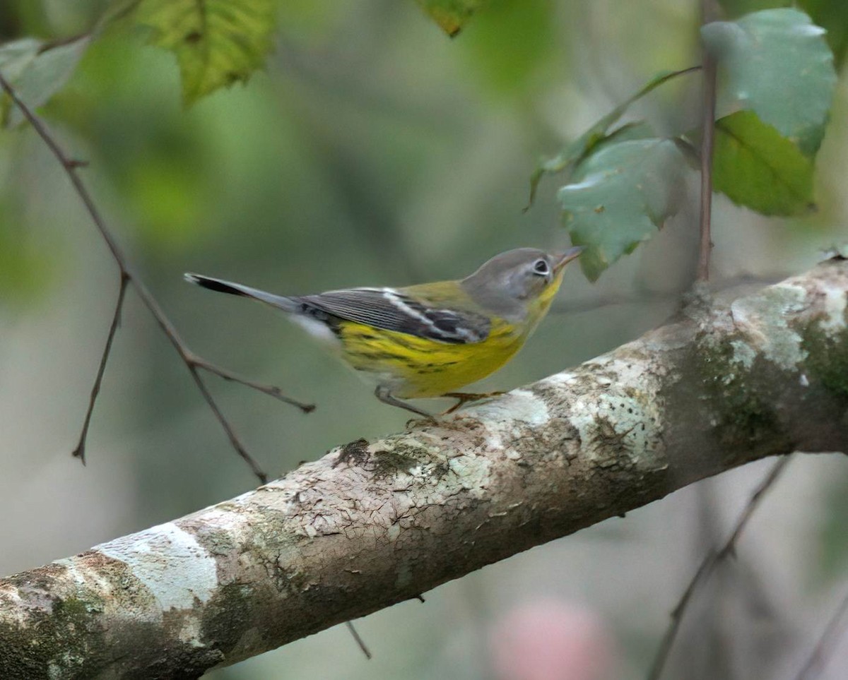 Magnolia Warbler - ML642802909