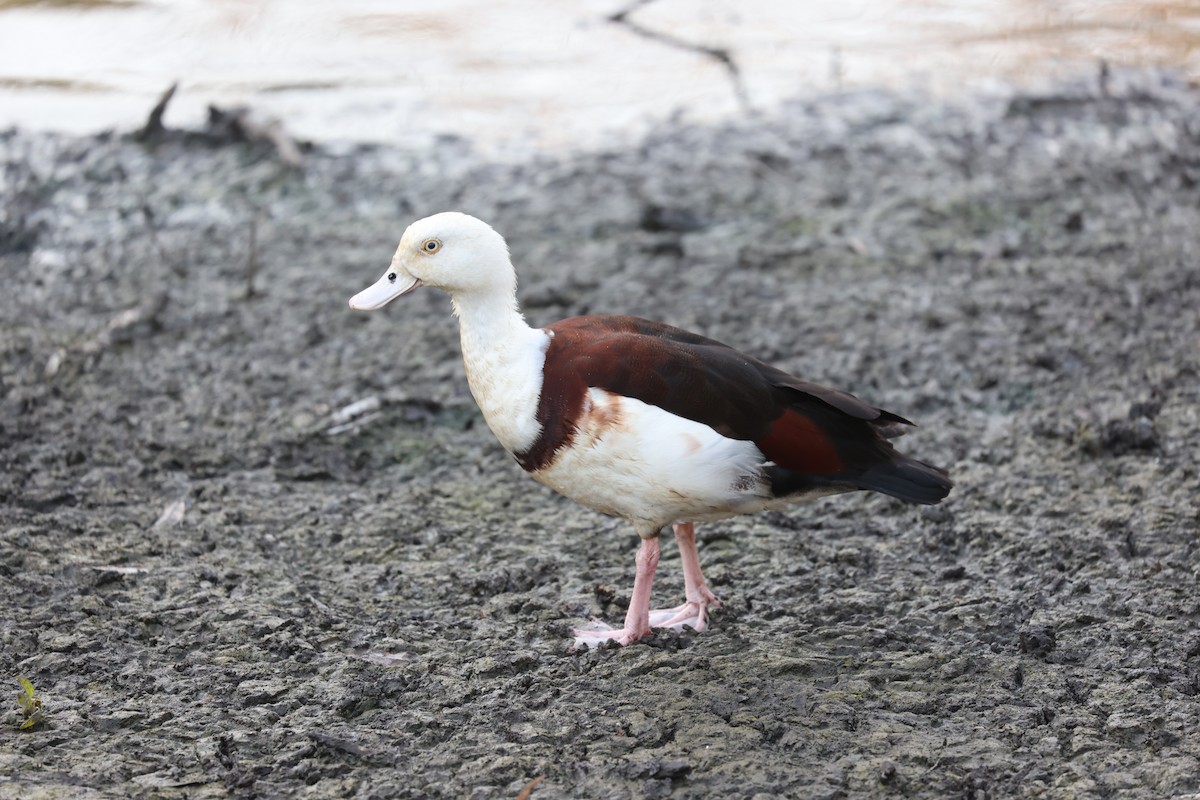 Radjah Shelduck - ML642802919