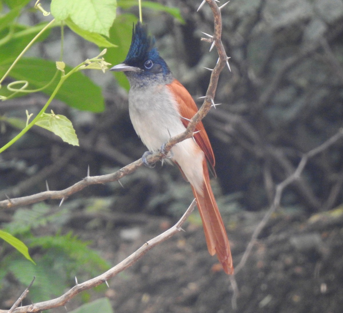 Indian Paradise-Flycatcher - ML642802920