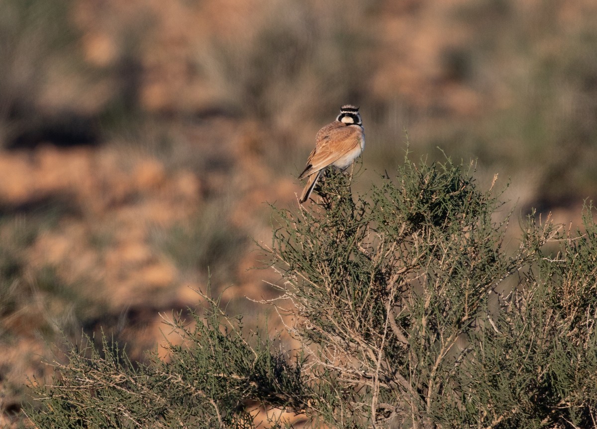 Temminck's Lark - ML642802928