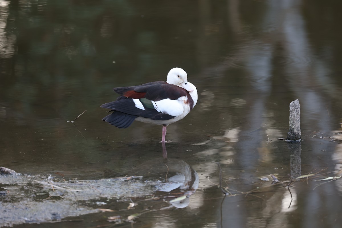 Radjah Shelduck - ML642802930