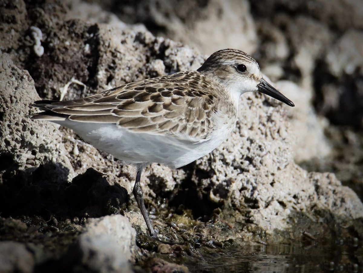 Semipalmated Sandpiper - ML642802937