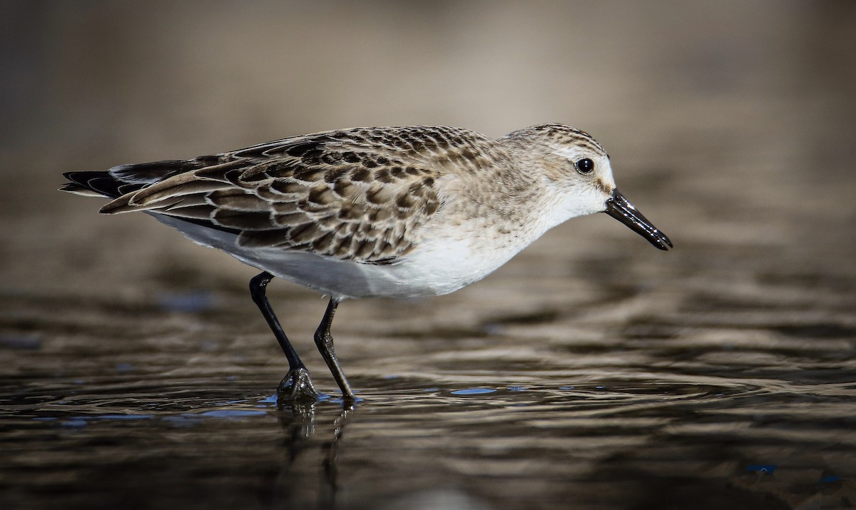 Semipalmated Sandpiper - ML642802938