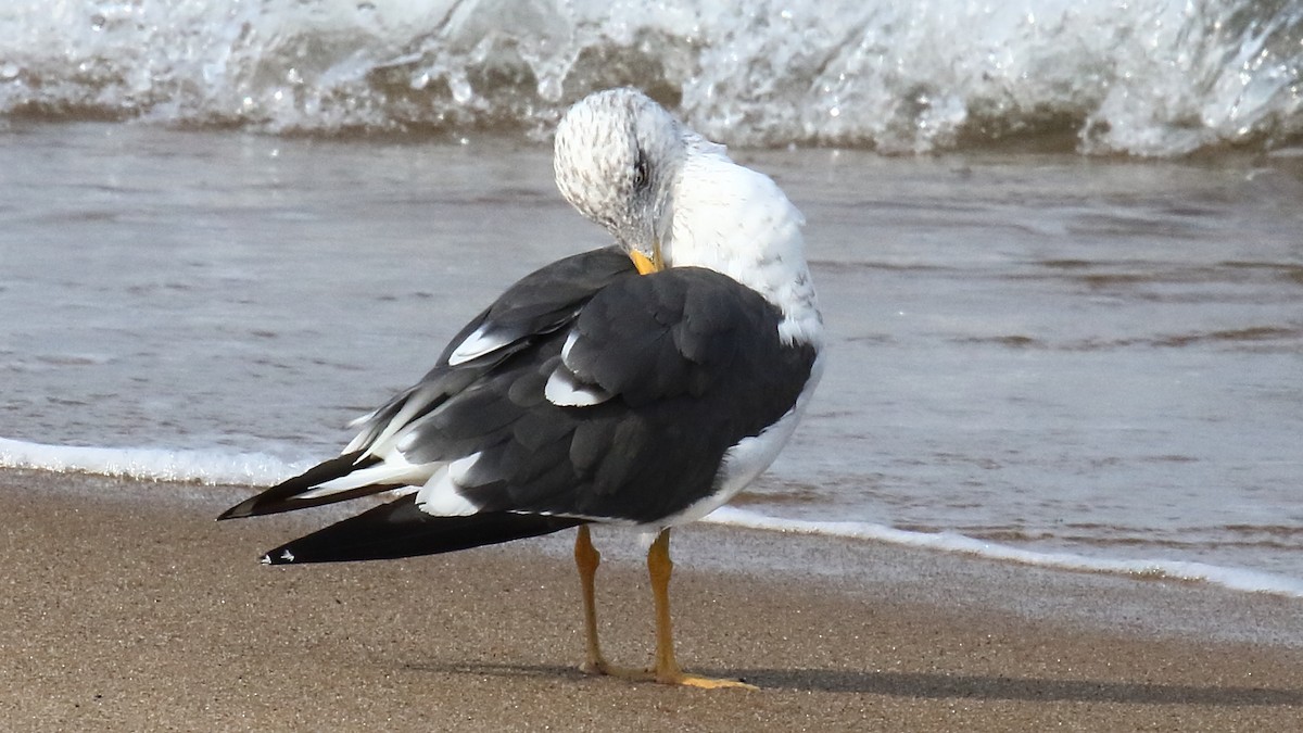 Lesser Black-backed Gull - ML642802951