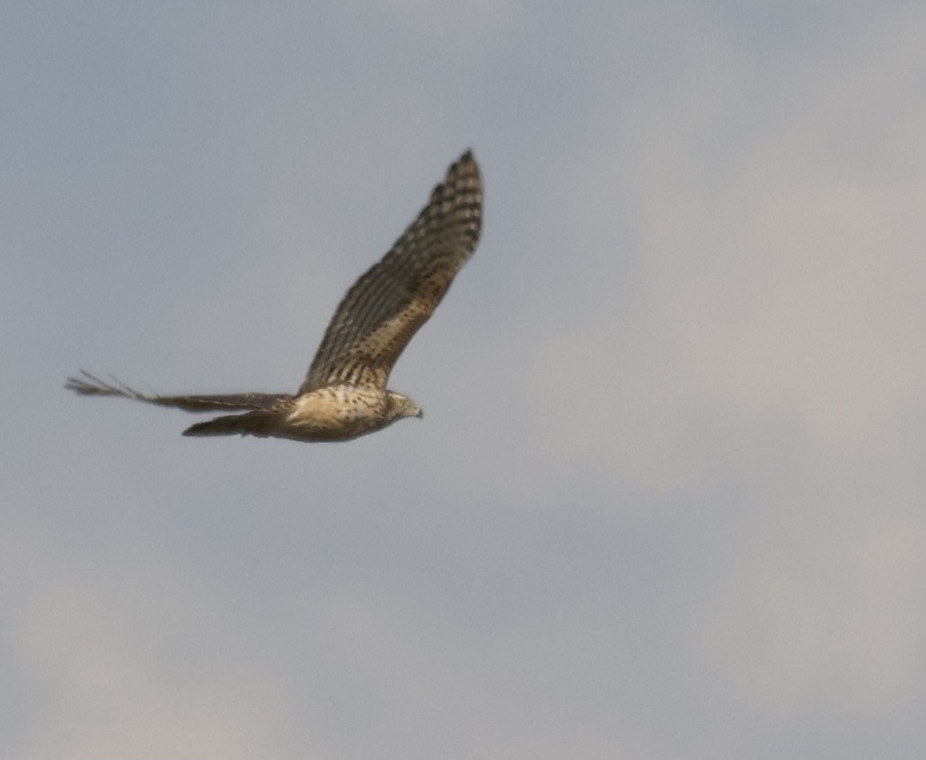 Eurasian Goshawk - ML642802953