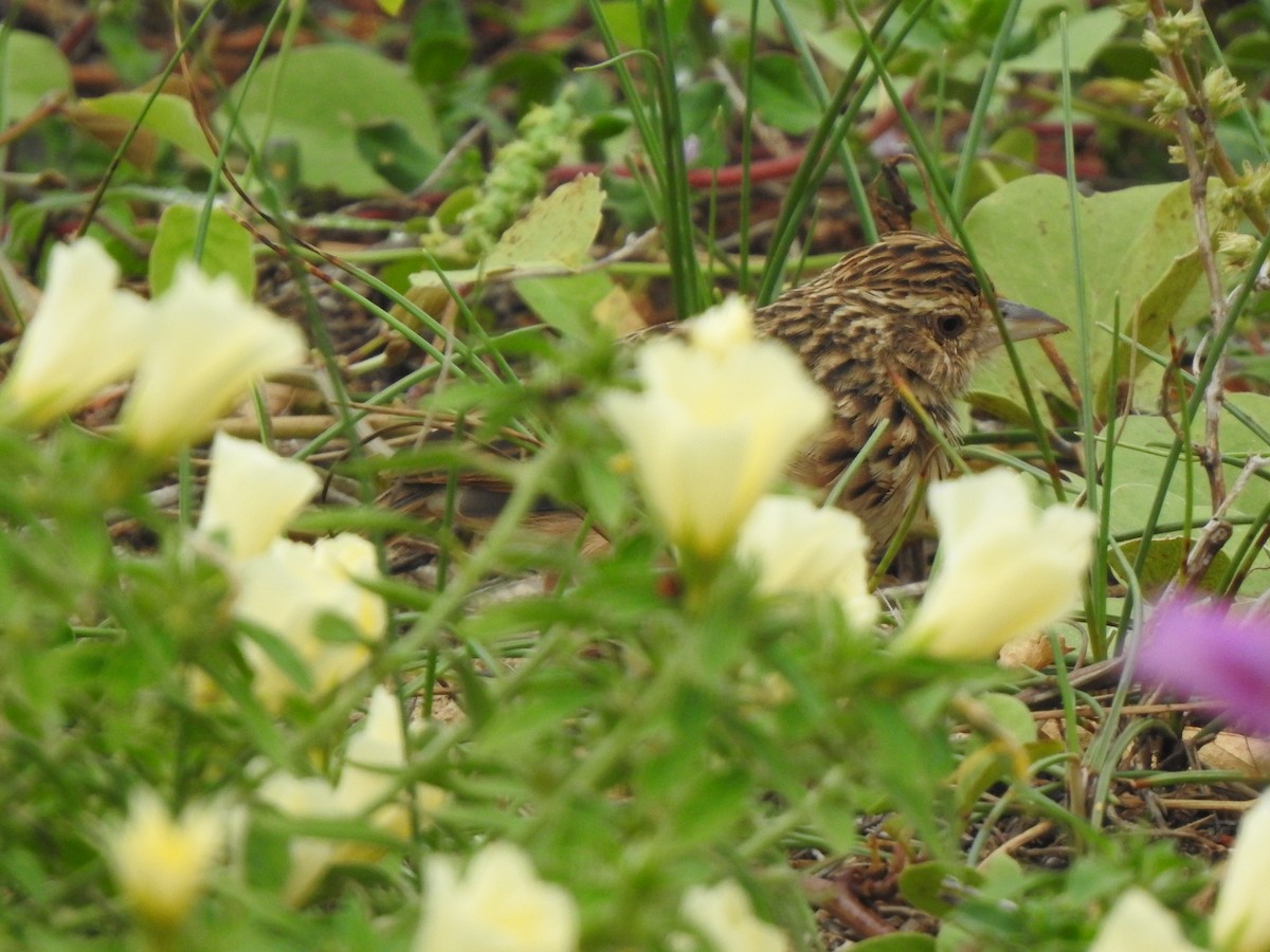 Jerdon's Bushlark - ML642802955