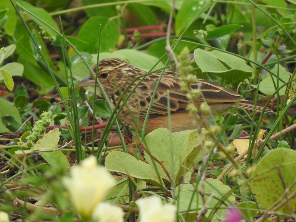 Jerdon's Bushlark - ML642802956