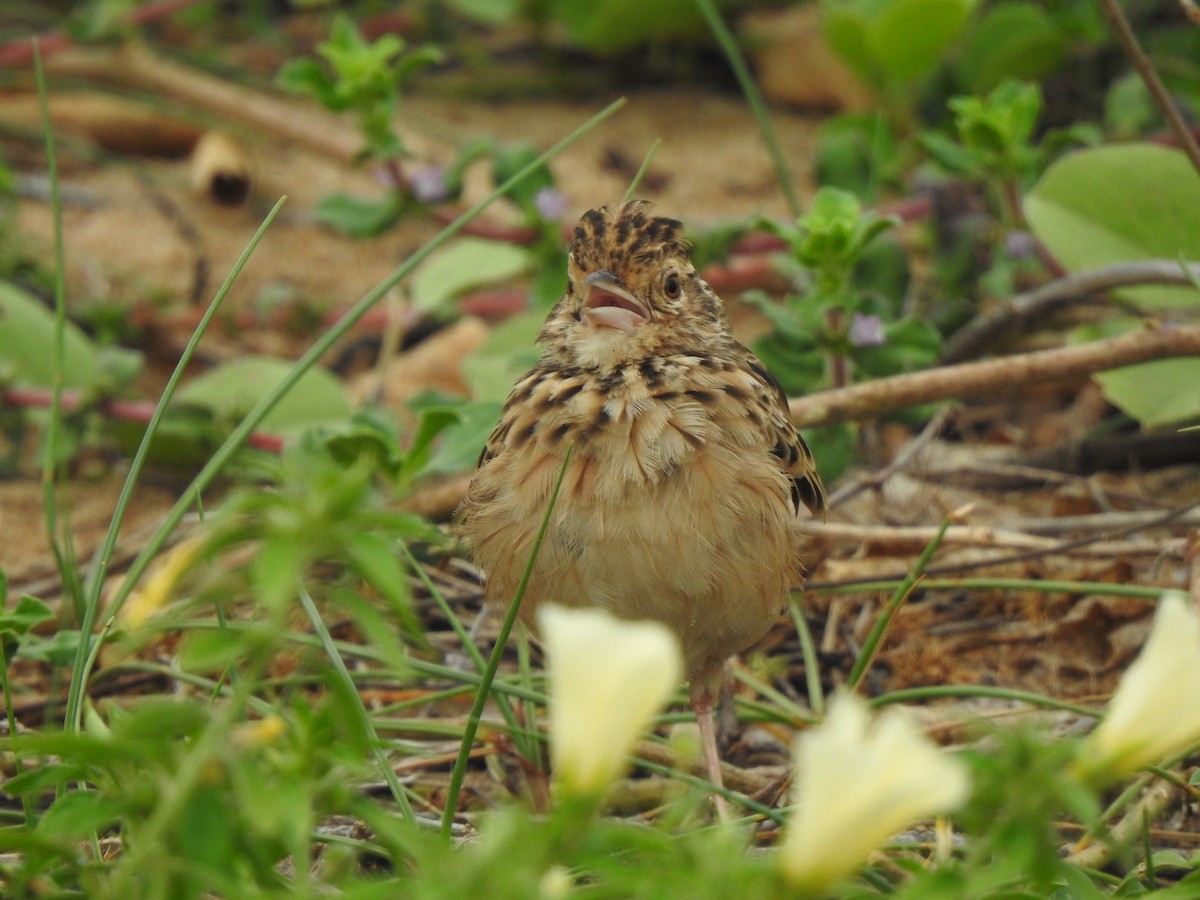 Jerdon's Bushlark - ML642802957