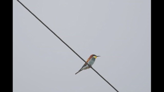 European Bee-eater - ML642802967