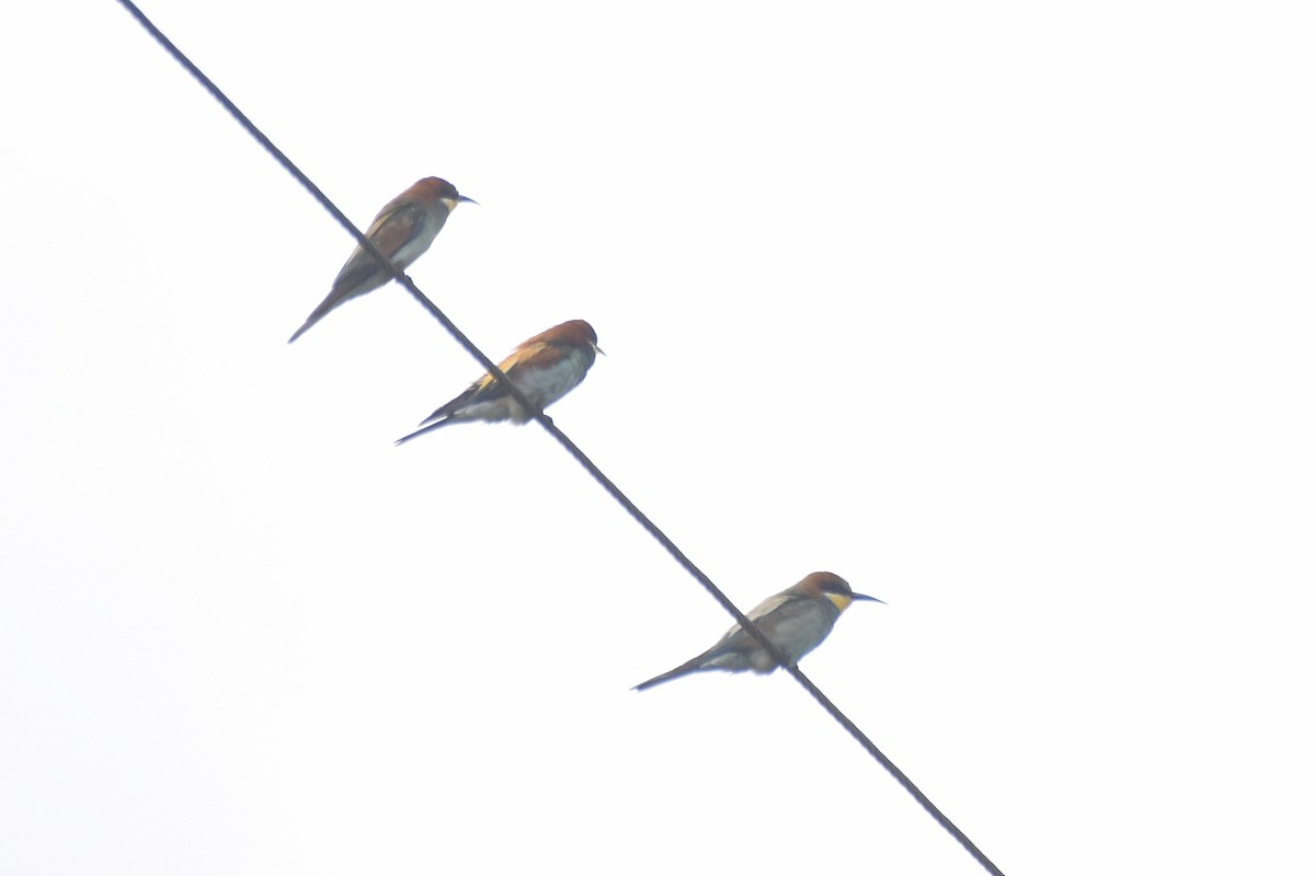 European Bee-eater - ML642802968