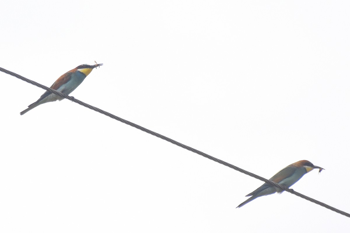 European Bee-eater - ML642802969