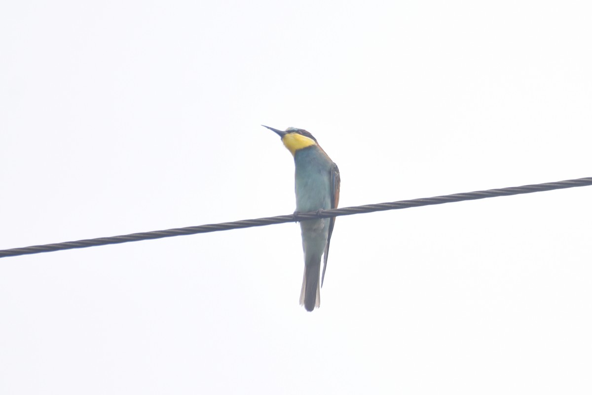 European Bee-eater - ML642802972