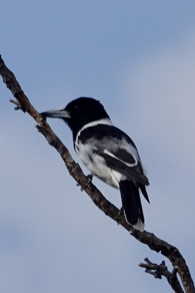Pied Butcherbird - ML642802978