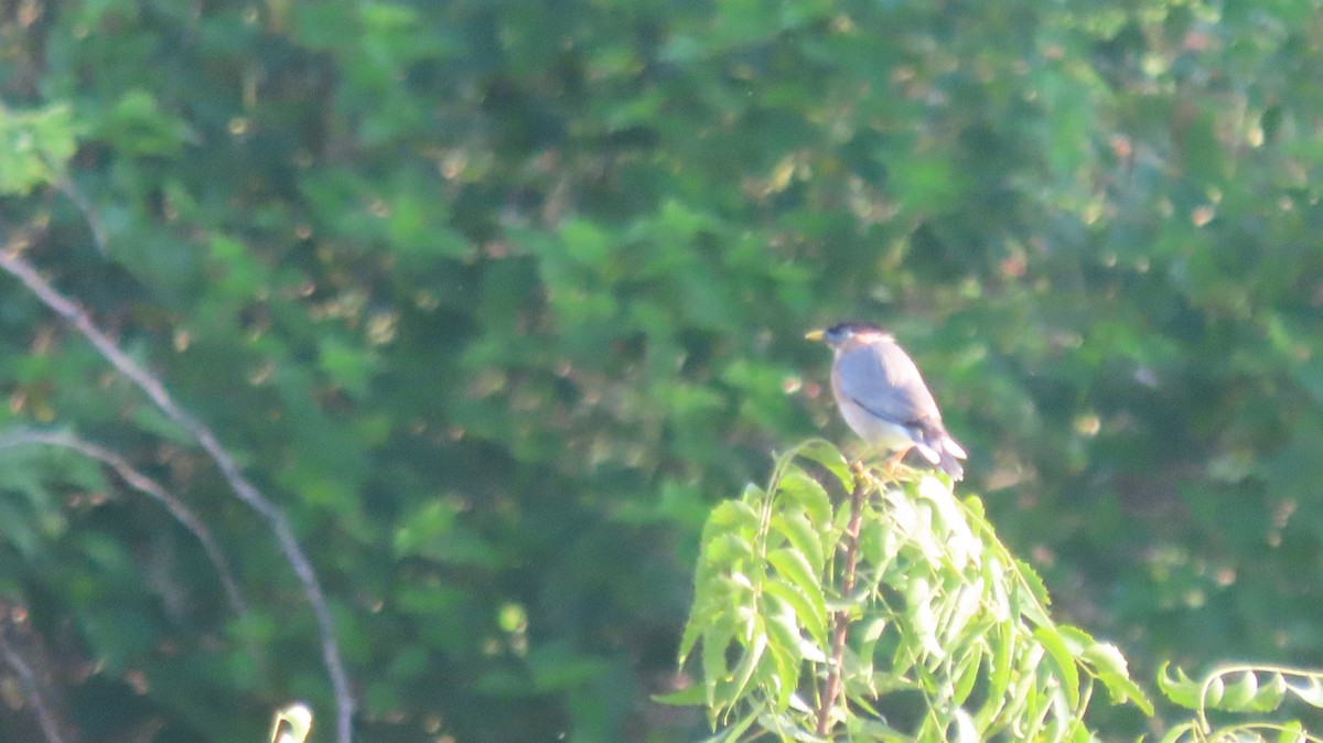 Brahminy Starling - ML642802979
