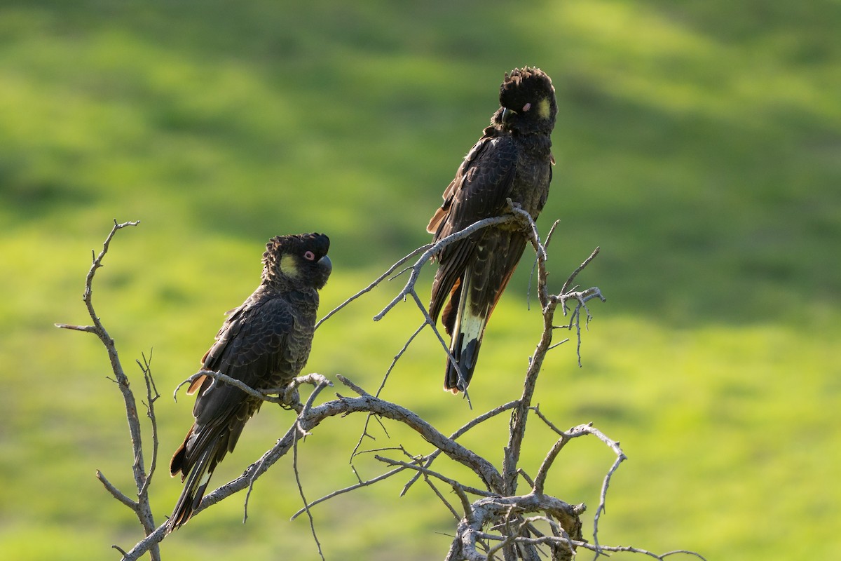 Yellow-tailed Black-Cockatoo - ML642802986