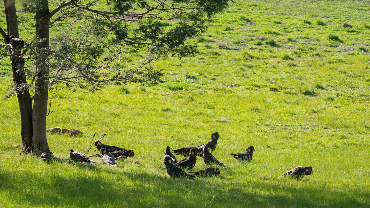 Yellow-tailed Black-Cockatoo - ML642802987