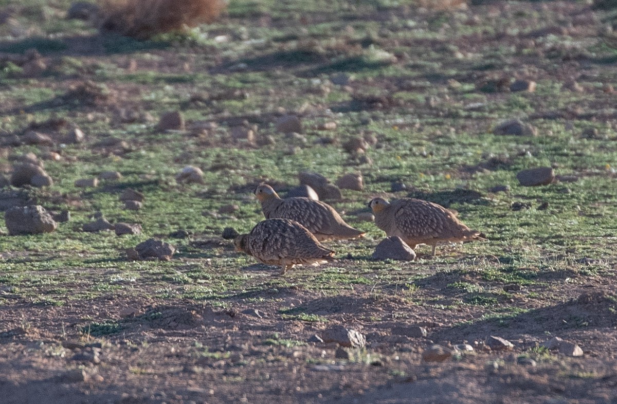Crowned Sandgrouse - ML642803000