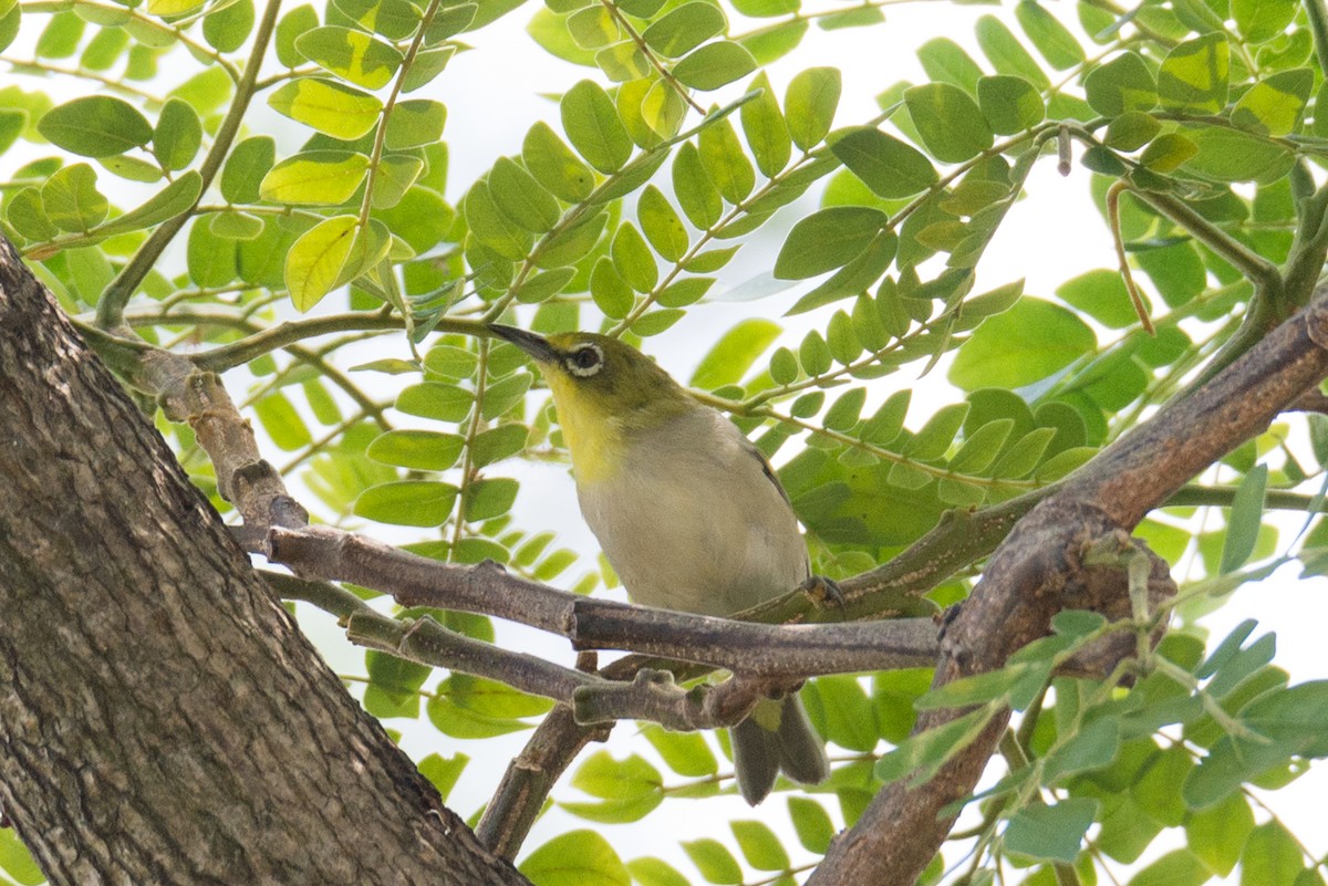 Swinhoe's White-eye - ML642803002
