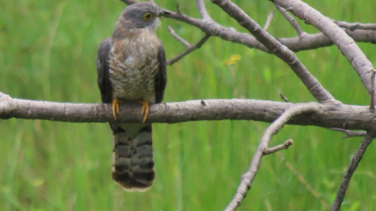 Common Hawk-Cuckoo - ML642803027