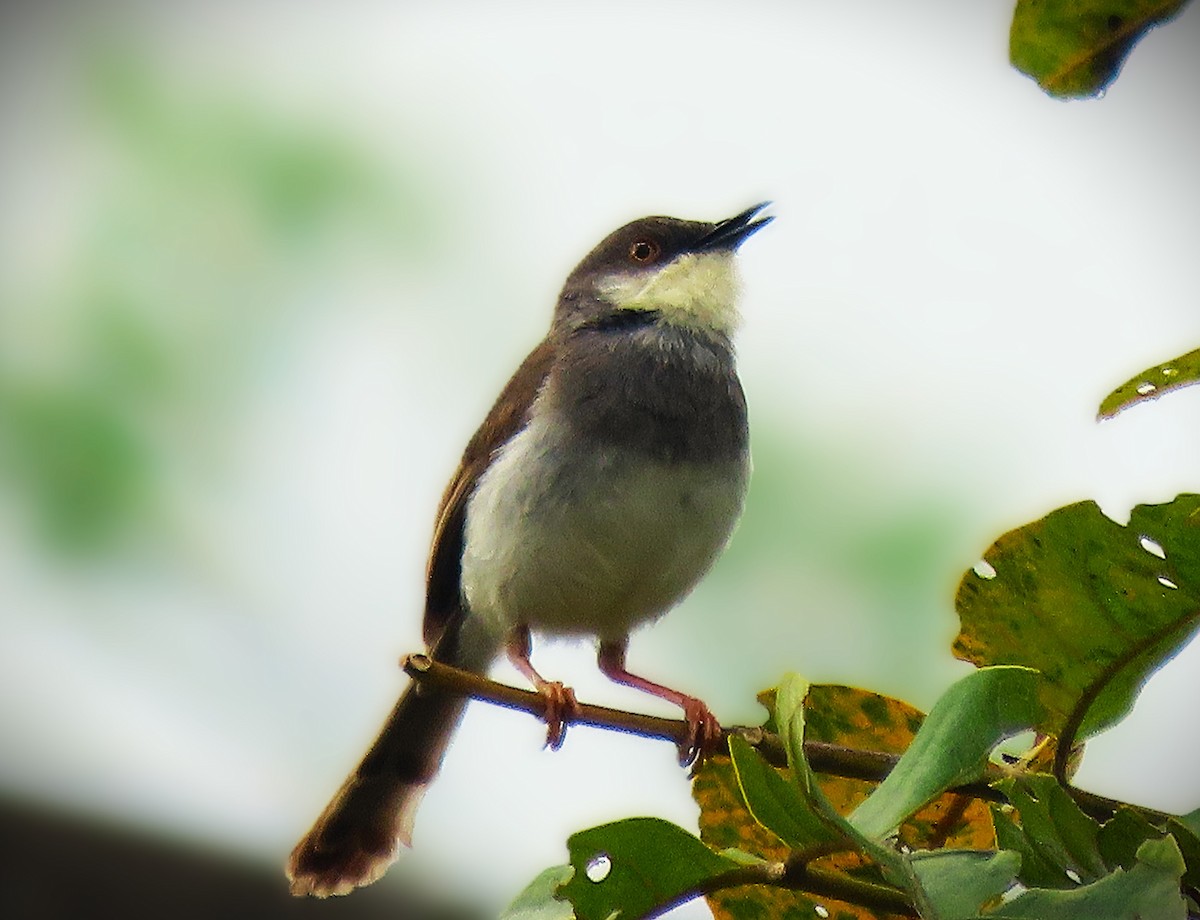Gray-breasted Prinia - ML642803038