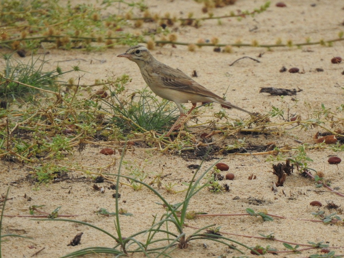 Paddyfield Pipit - ML642803039