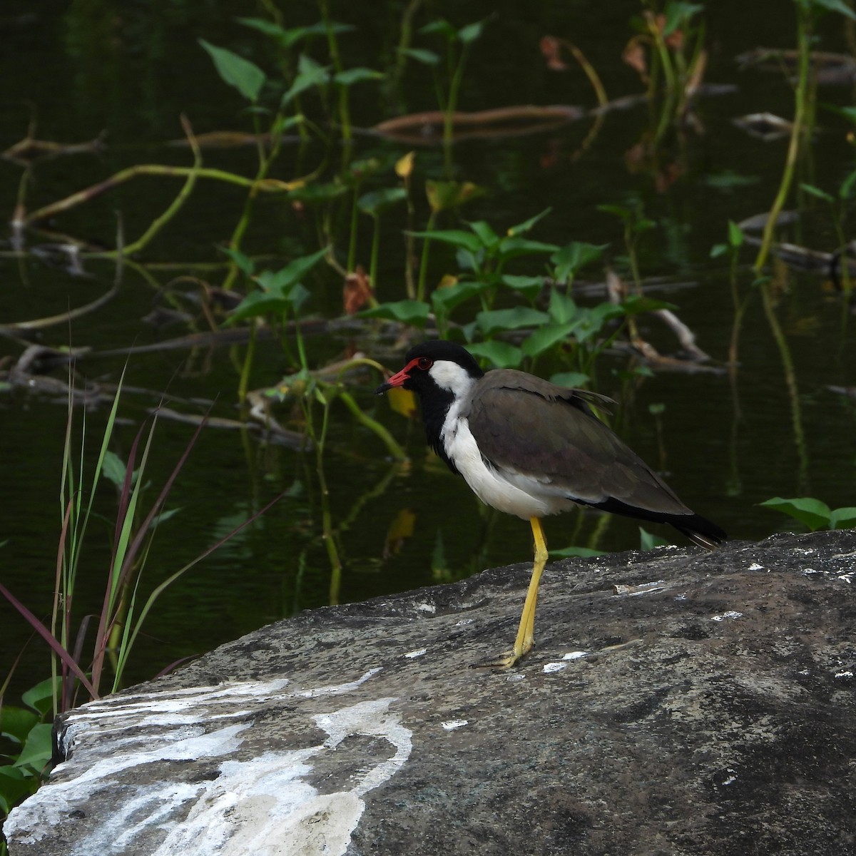 Red-wattled Lapwing - ML642803043