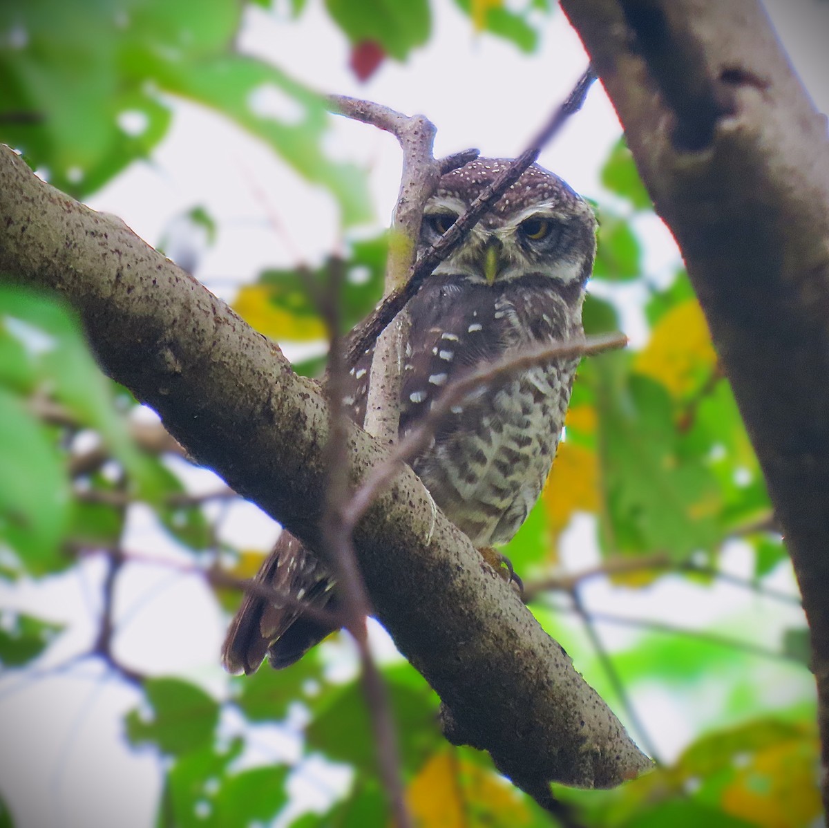 Spotted Owlet - ML642803047
