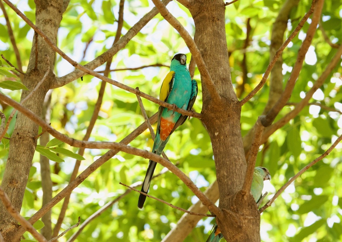 Hooded Parrot - ML642803048