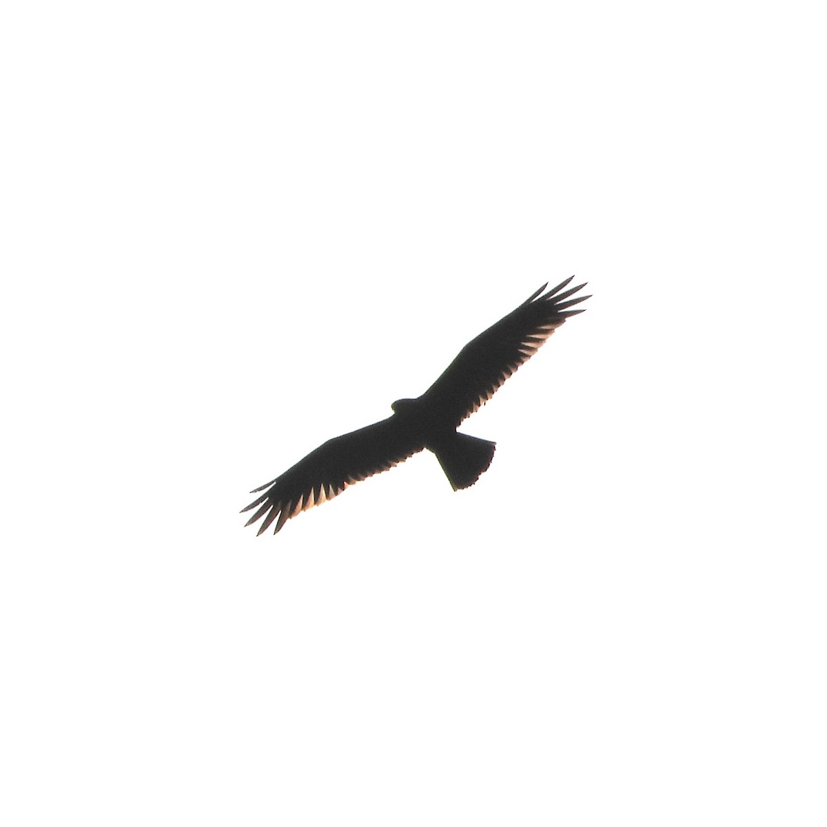 Намгийн хулд - ML642803049