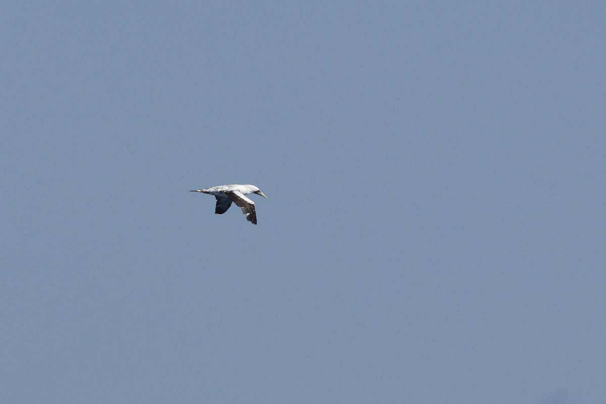 Masked Booby - ML642803052