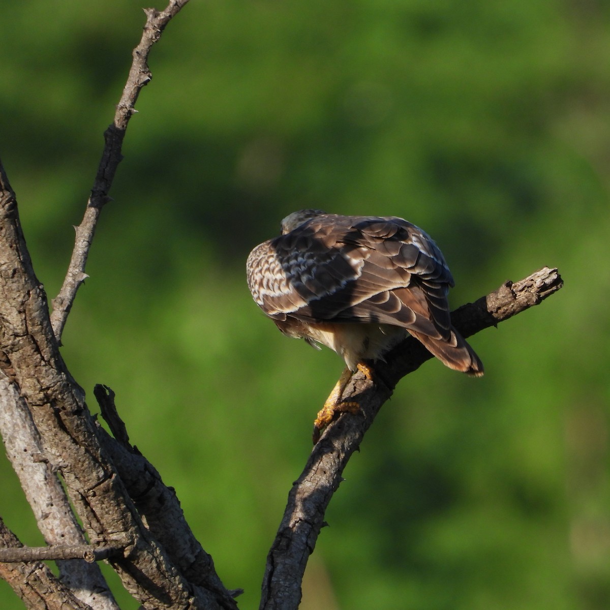 White-eyed Buzzard - ML642803061
