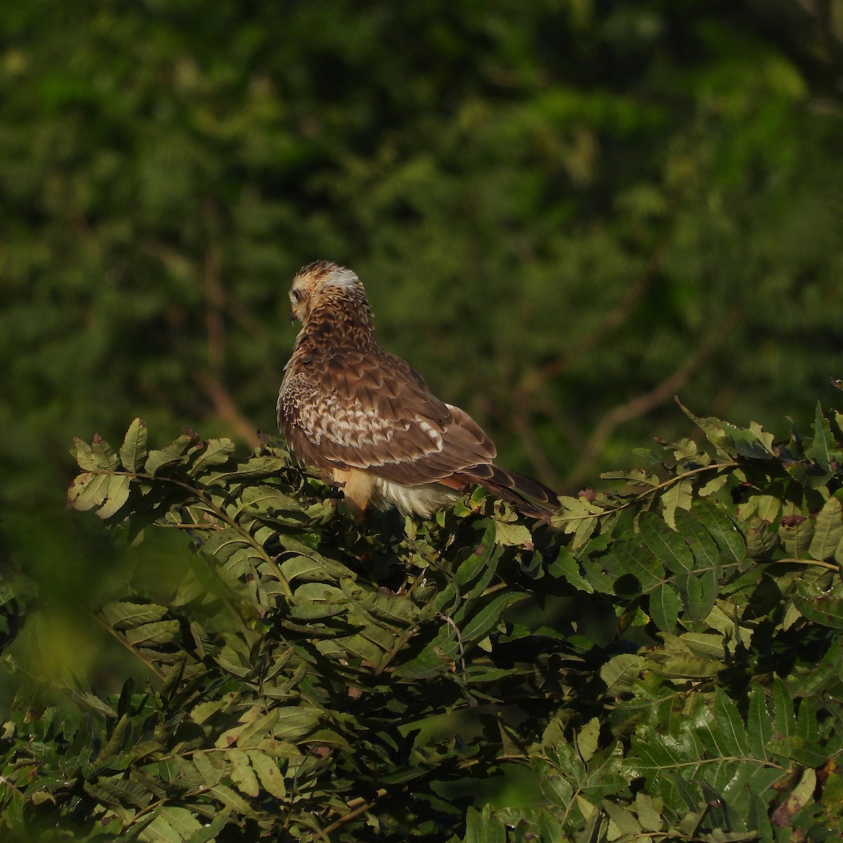 White-eyed Buzzard - ML642803062