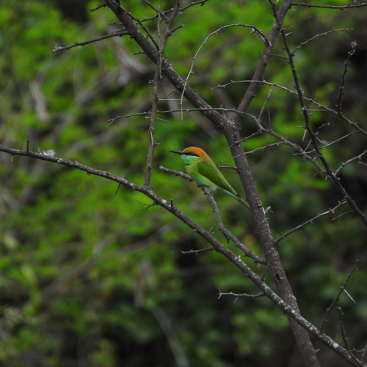 Asian Green Bee-eater - ML642803065
