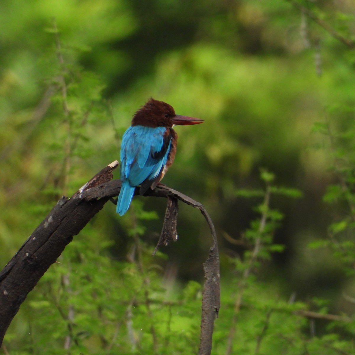 White-throated Kingfisher - ML642803067