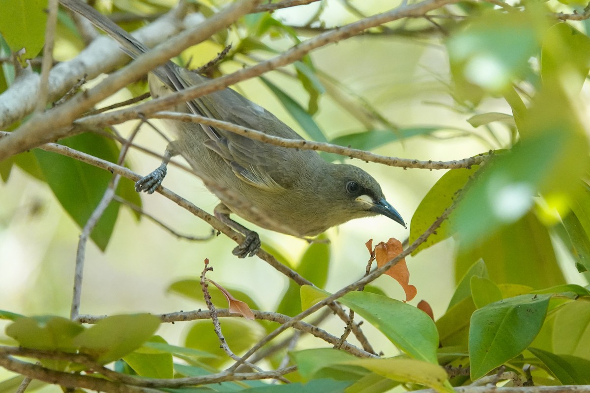 White-gaped Honeyeater - ML642803071